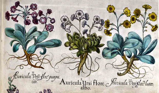 The Uses of Plants in Medicine in Ancient Greece and Rome | Data Thistle