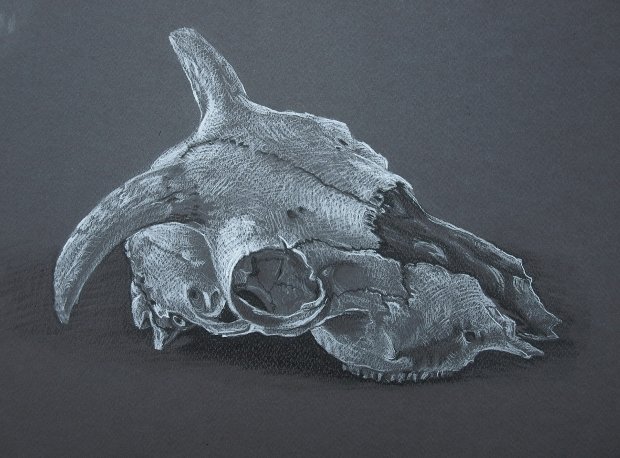 Nature Drawing Workshop with Lisa Temple-Cox | Data Thistle