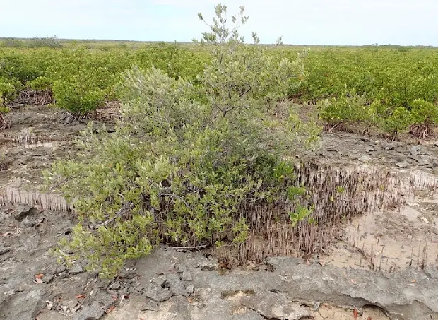 Wednesday Walkthrough: Dr Jennifer Rowntree | Data Thistle